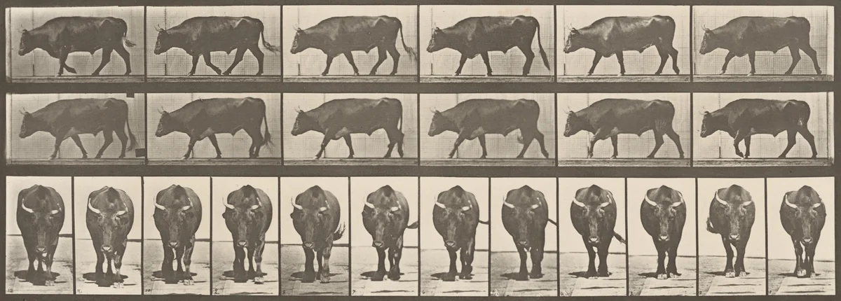 Plate Number 670. Ox; walking by Eadweard Muybridge, photograph, 1887