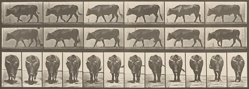 Plate Number 670. Ox; walking by Eadweard Muybridge, photograph, 1887