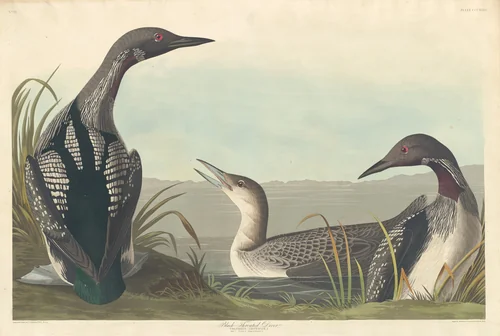 Black-throated Diver by Robert Havell, Jr.; John James Audubon, print, 1836