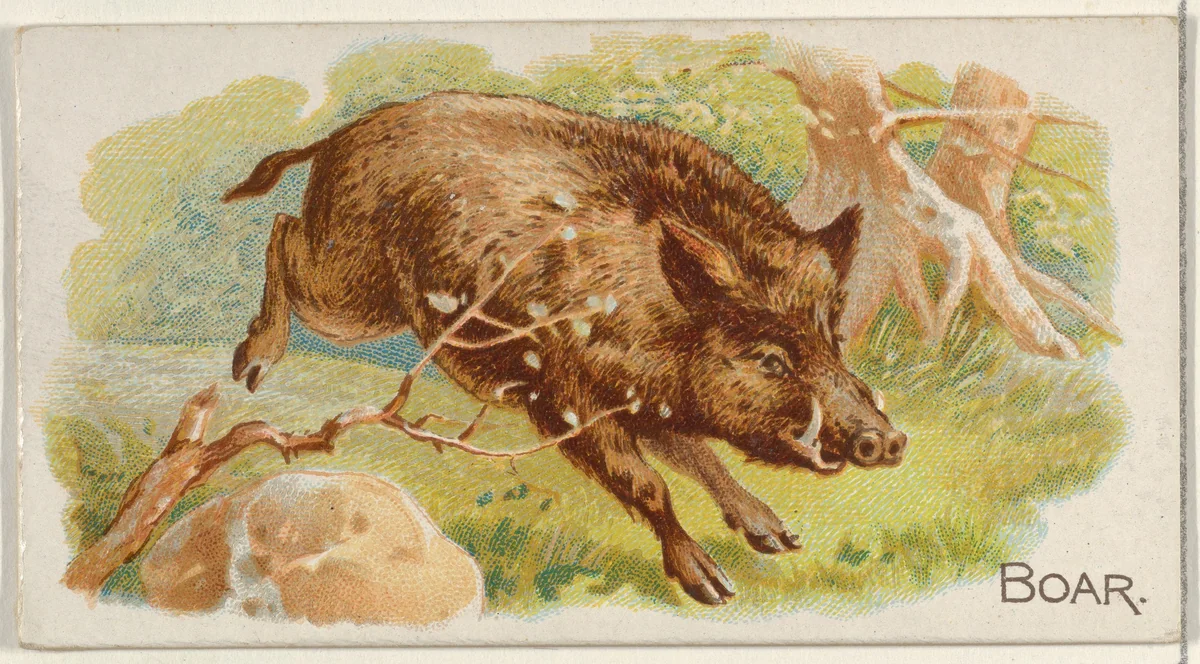 Boar, from the Quadrupeds series (N21) for Allen & Ginter Cigarettes by Allen & Ginter, print, 1890