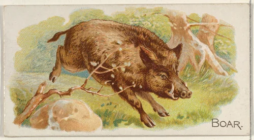 Boar, from the Quadrupeds series (N21) for Allen & Ginter Cigarettes by Allen & Ginter, print, 1890