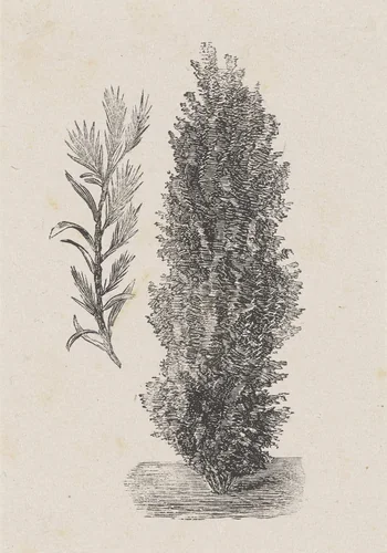 Boom en een losse tak by Isaac Weissenbruch, print, 1836-1912