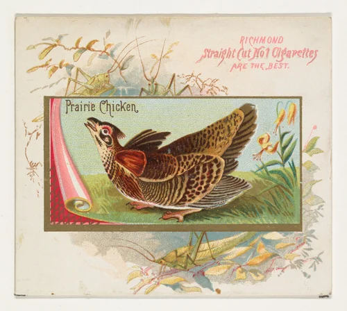 Prairie Chicken, from the Game Birds series (N40) for Allen & Ginter Cigarettes by Allen & Ginter, print, 1888-1890