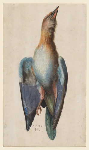 Dead Blue Roller by Hans Hoffmann, drawing, 1583