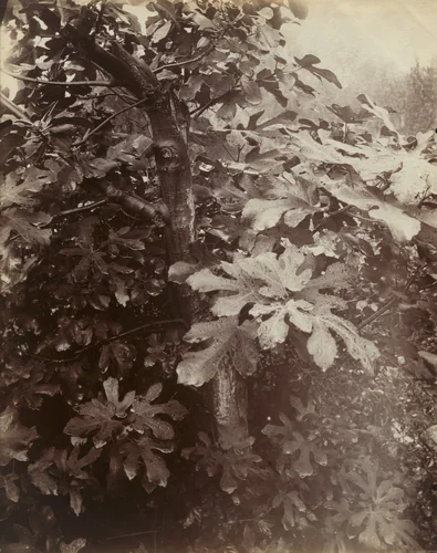 Figuier by Eugène Atget, photograph, 1921