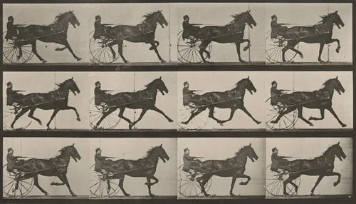 Plate Number 606. "Reuben" trotting, harnessed to sulky by Eadweard Muybridge, photograph, 1887