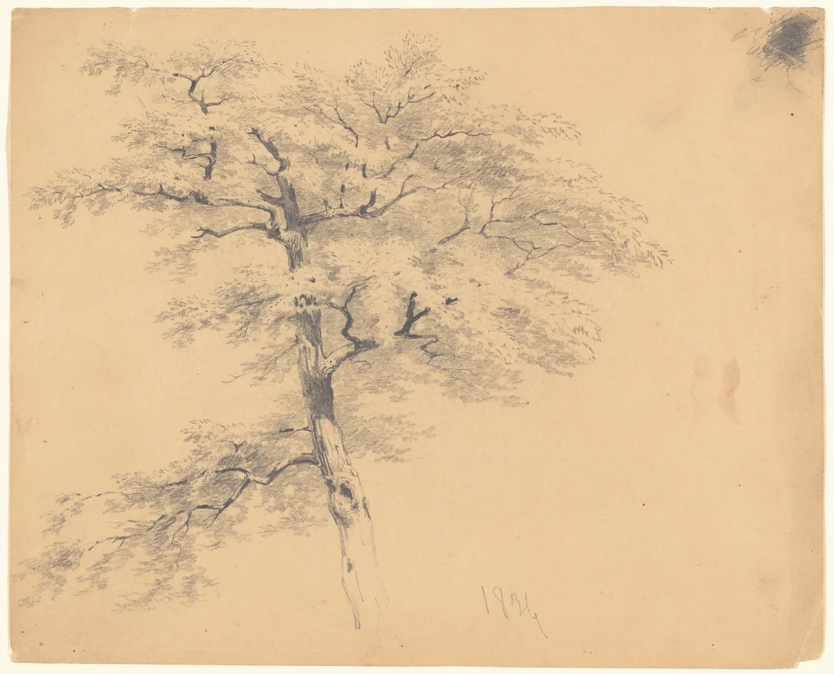 Tree by James Goodwyn Clonney, drawing, 1839