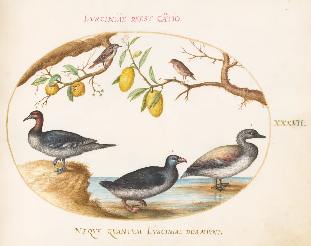 Plate 37: Three Waterfowl with Two Nightingales(?) Perched in Citrus Trees by Joris Hoefnagel, drawing, 1570-1599