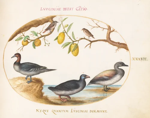 Plate 37: Three Waterfowl with Two Nightingales(?) Perched in Citrus Trees by Joris Hoefnagel, drawing, 1570-1599