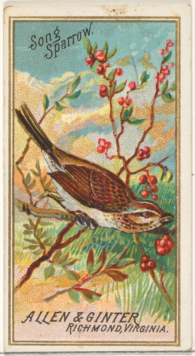 Song Sparrow, from the Birds of America series (N4) for Allen & Ginter Cigarettes Brands by Allen & Ginter, print, 1888