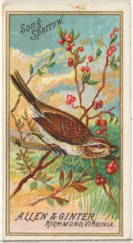 Song Sparrow, from the Birds of America series (N4) for Allen & Ginter Cigarettes Brands by Allen & Ginter, print, 1888