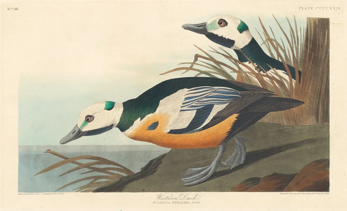 Western Duck by Robert Havell, Jr.; John James Audubon, print, 1838