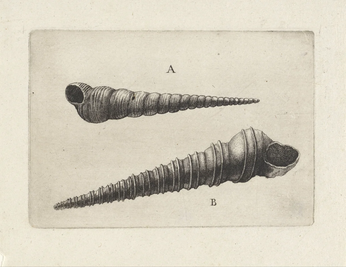 Schelpen, turritella terebra (A) en turritella duplicata (B) by Wenceslaus Hollar, print, 1644-1652