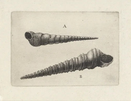 Schelpen, turritella terebra (A) en turritella duplicata (B) by Wenceslaus Hollar, print, 1644-1652
