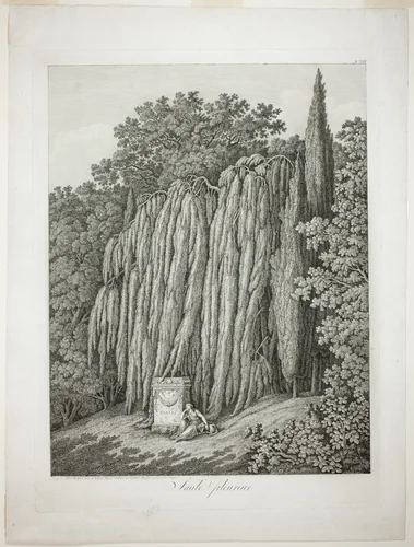 Weeping Willow by Jacob Philipp Hackert, print, 1802