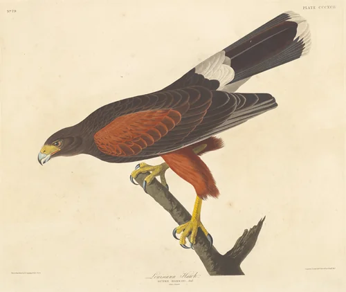 Louisiana Hawk by Robert Havell, Jr.; John James Audubon, print, 1837