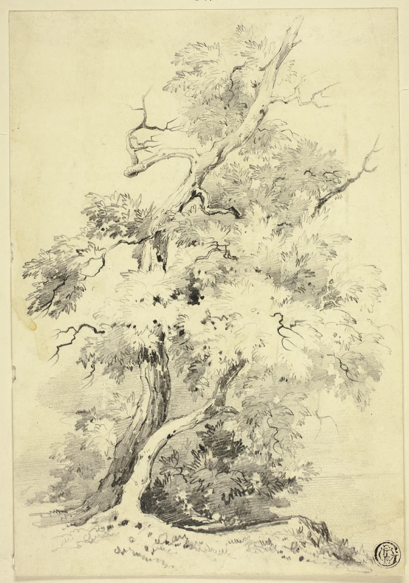 Tree on Bluff Beside Water by Joshua Wilson Faulkner, drawing, 1810-1820