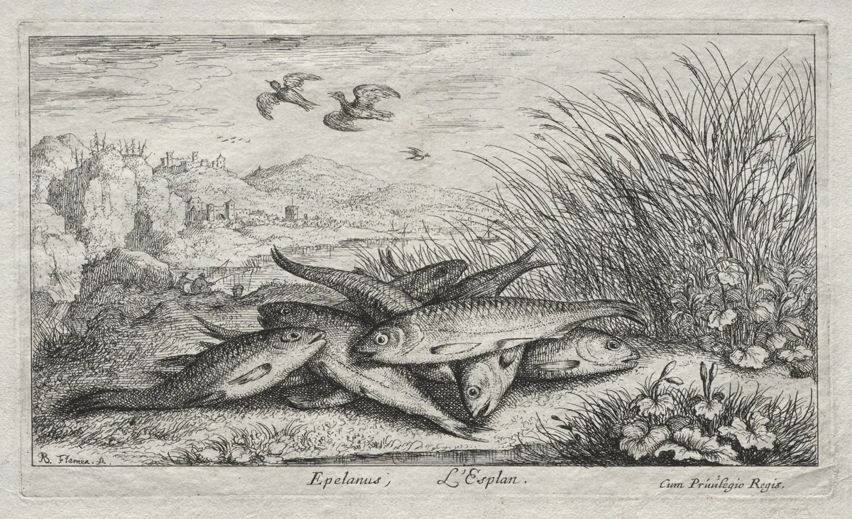 Seconde Partie de Poissons d'eau douce (Several Fresh Water Fish Species. Part II): Epelanus, L' Esplan (The Smelt) by Albert Flamen, print, 1635-1669