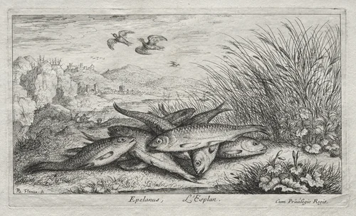 Seconde Partie de Poissons d'eau douce (Several Fresh Water Fish Species. Part II): Epelanus, L' Esplan (The Smelt) by Albert Flamen, print, 1635-1669
