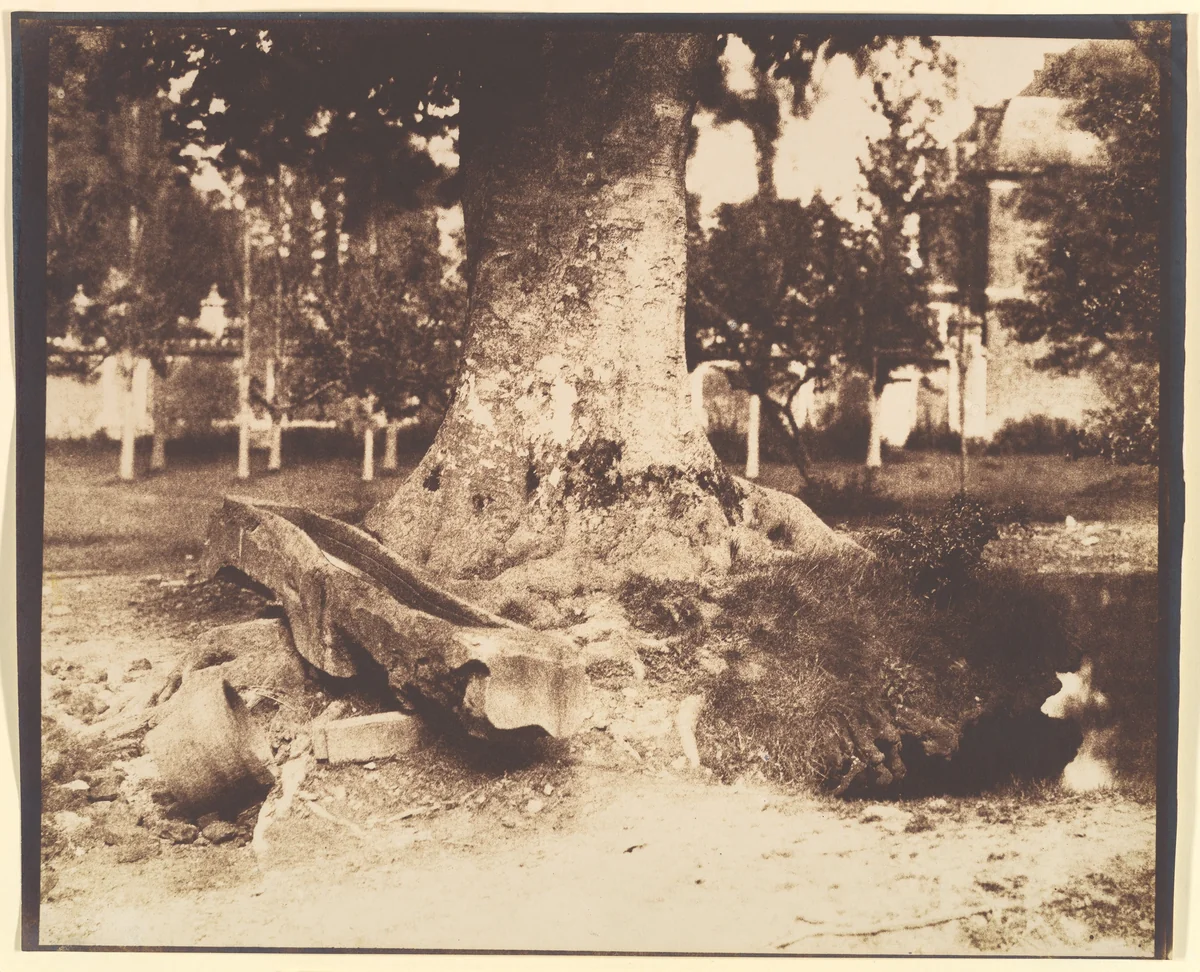 [The Large Tree at La Verrerie, Romesnil] by Louis-Rémy Robert, photograph, 1850-1854