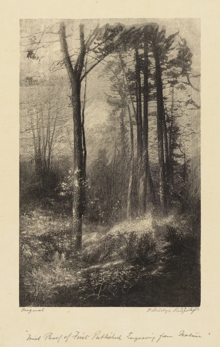 In a New England Forest by Elbridge Kingsley, print, 1860-1905
