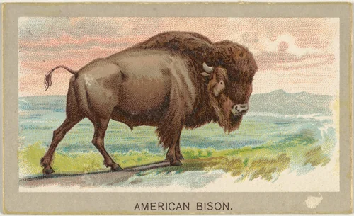 American Bison, from the Animals of the World series (T180), issued by Abdul Cigarettes by Abdul Cigarettes, print, 1881