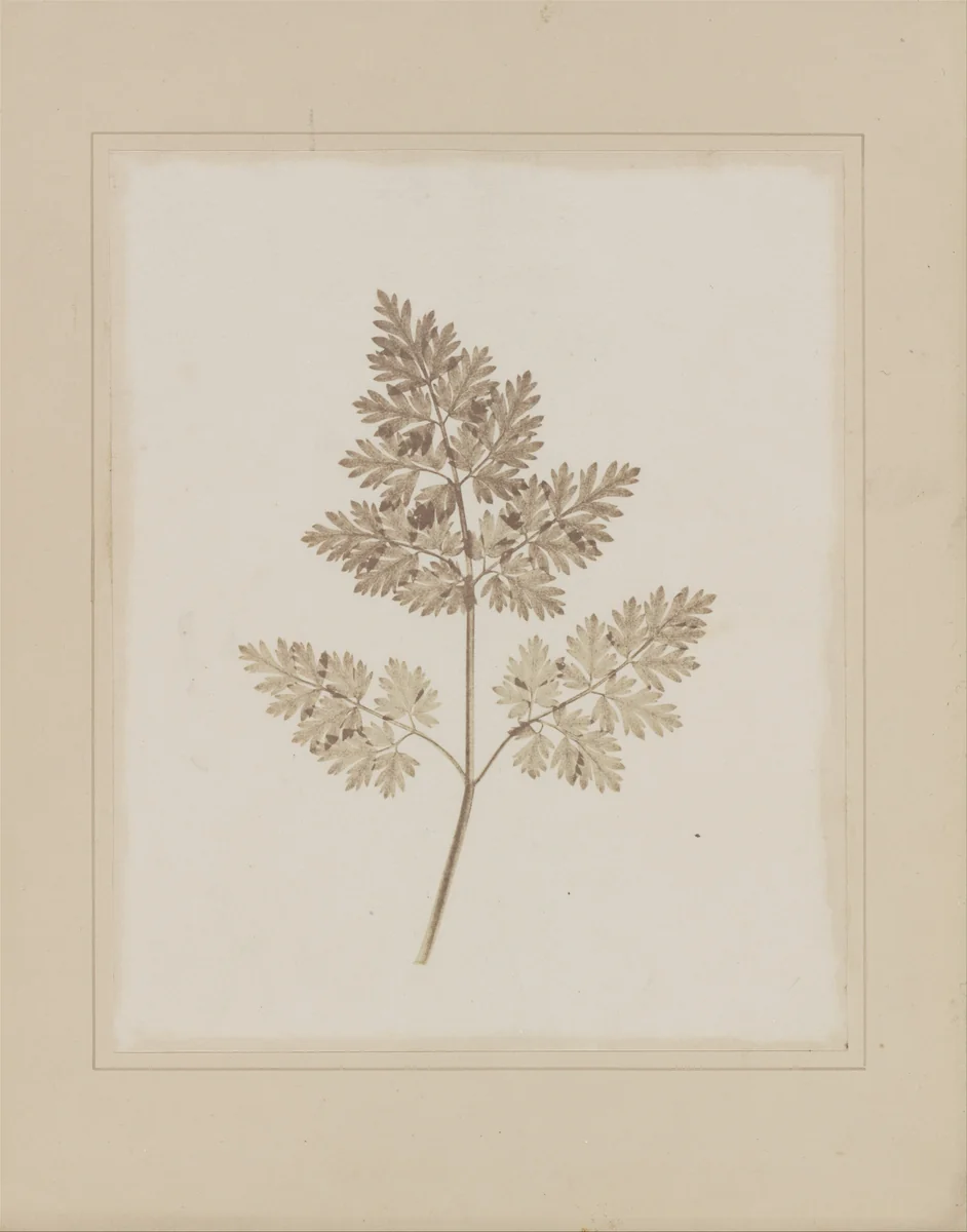 Leaf of a Plant by William Henry Fox Talbot, photograph, 1843-1845
