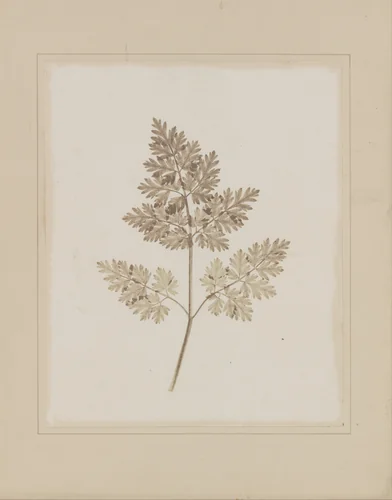 Leaf of a Plant by William Henry Fox Talbot, photograph, 1843-1845