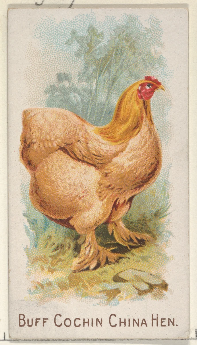 Buff Cochin China Hen, from the Prize and Game Chickens series (N20) for Allen & Ginter Cigarettes by Allen & Ginter, print, 1891