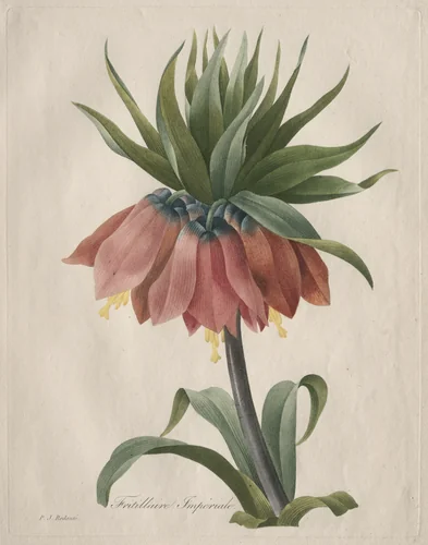 Crown Imperial Fritillary by Henry Joseph Redouté, print, 1827