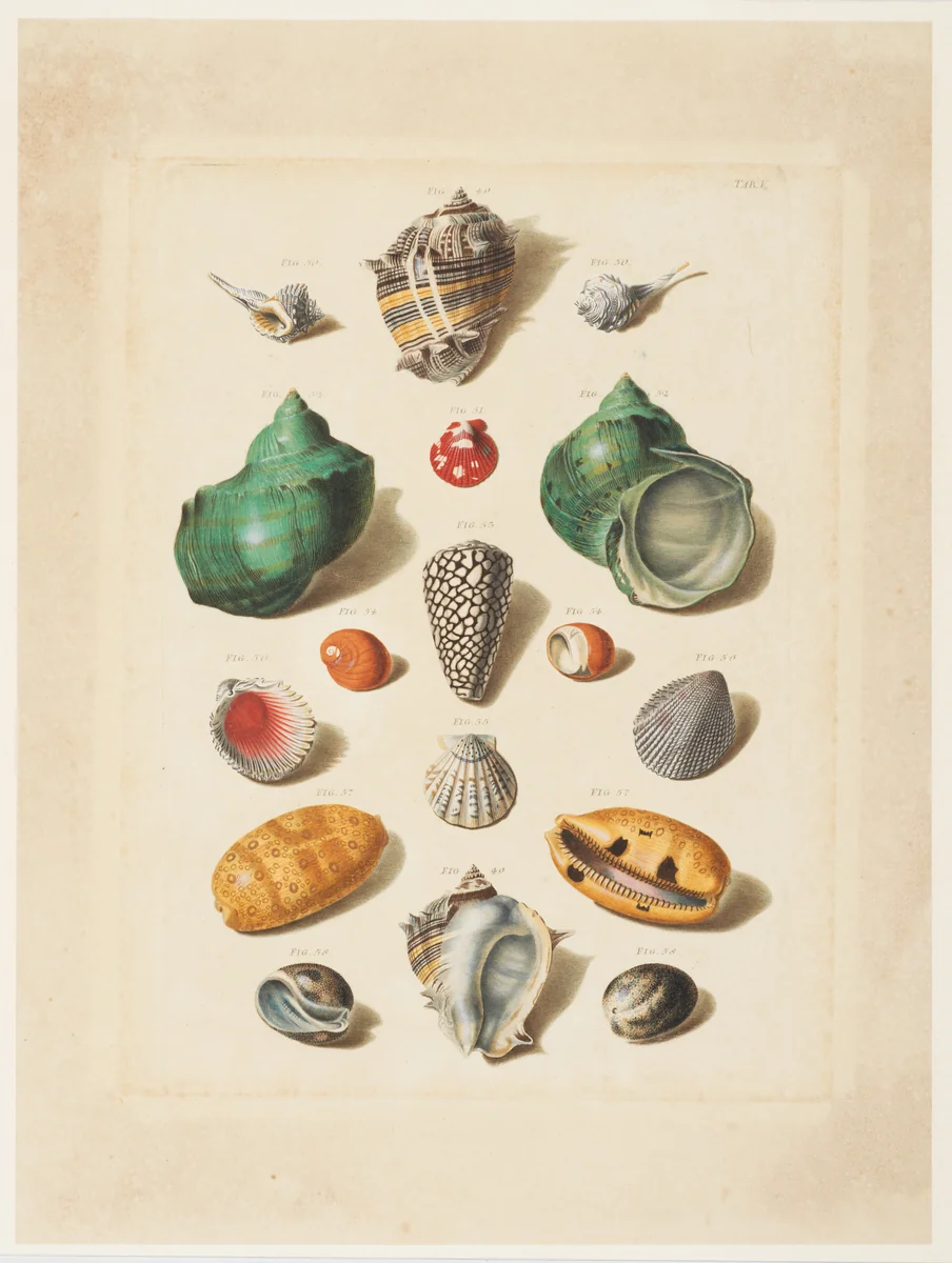 Plate V, from "Choix de Coquillages et de Crustacés" by Franz Michael Regenfuss, print, 1758