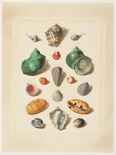 Plate V, from "Choix de Coquillages et de Crustacés" by Franz Michael Regenfuss, print, 1758