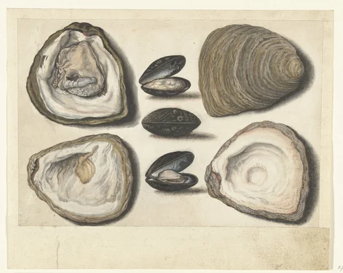 Oesters en mosselen by anonymous, drawing, 1550-1570