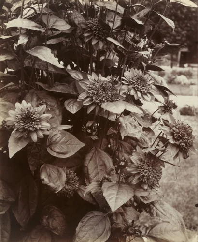 Soleils by Eugène Atget, photograph, 1922