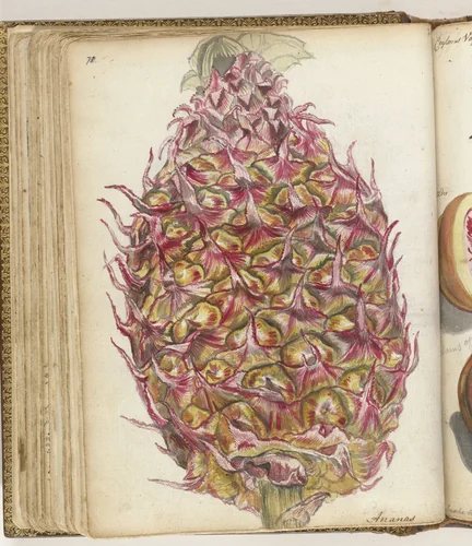 Ananas by Jan Brandes, drawing, 1785