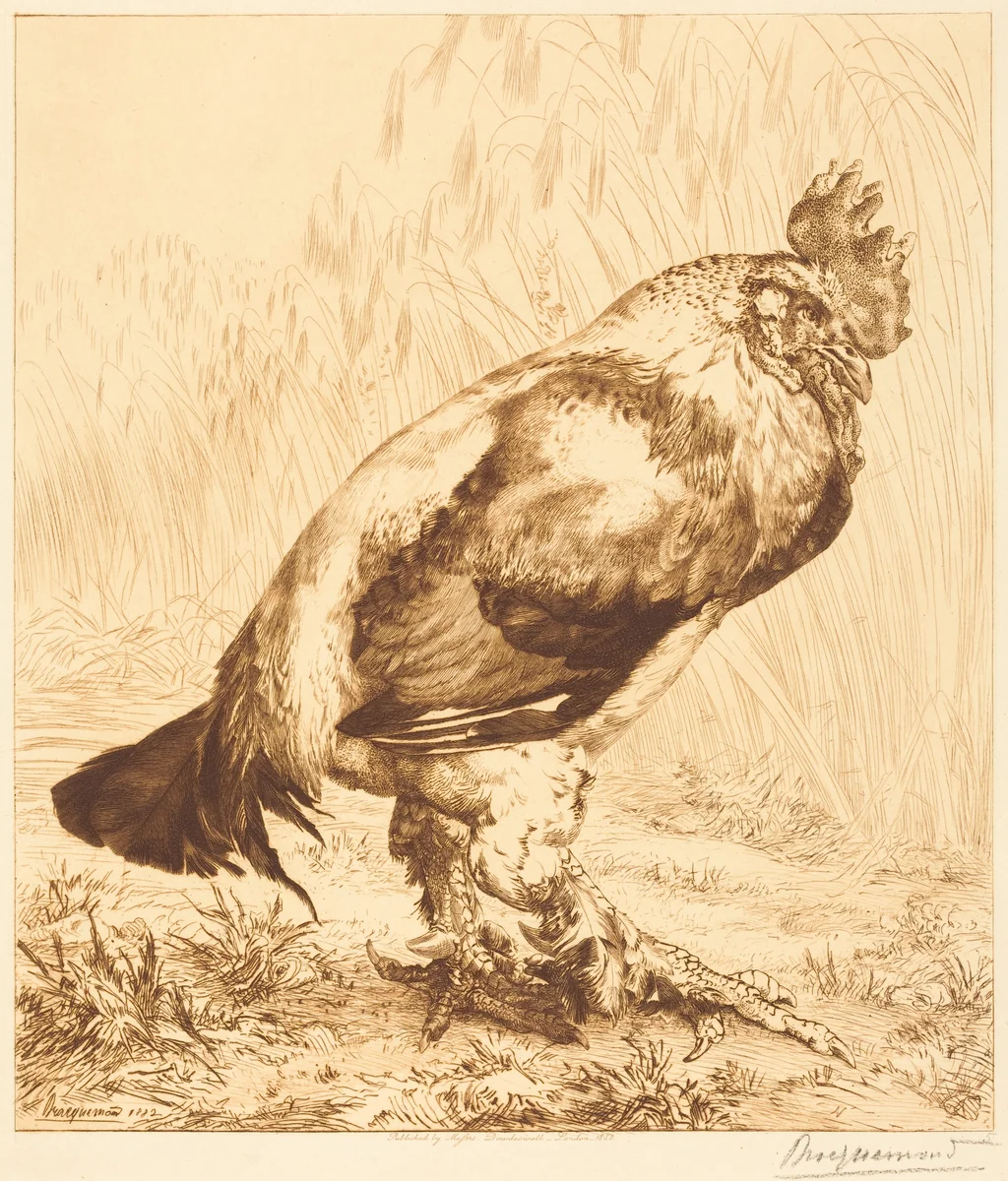 The Old Cock by Félix Bracquemond, print, 1882
