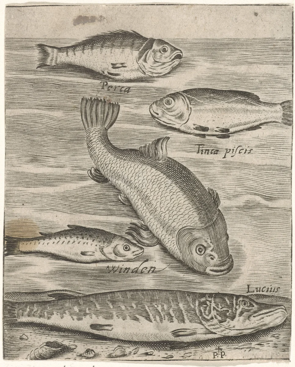 Studieblad met vijf vissen by Unknown, print, 1574-1687