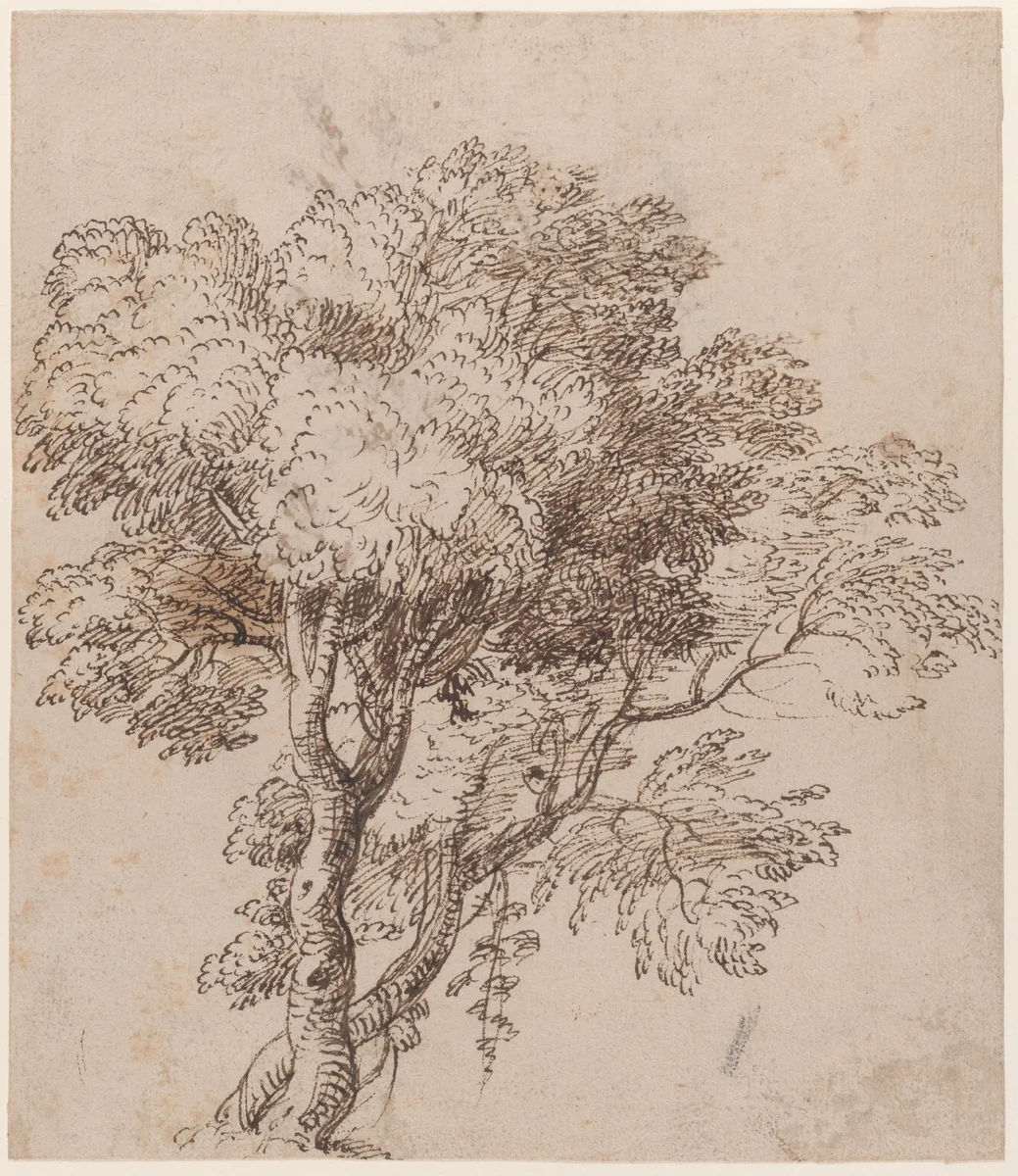 Study of a Group of Trees by Nicolas Poussin, drawing, 1620-1655