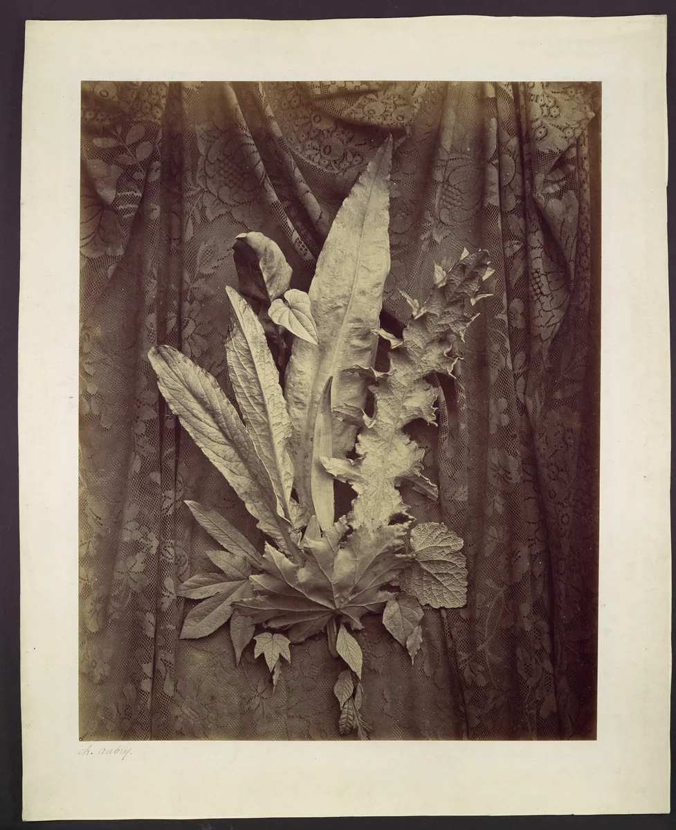 [Study of Leaves on a Background of Floral Lace] by Charles Hippolyte Aubry, photograph, 1864