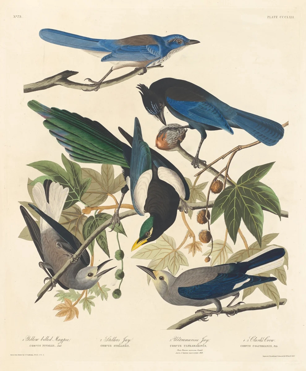 Yellow-billed Magpie, Stellers Jay, Ultramarine Jay and Clark's Crow by Robert Havell, Jr.; John James Audubon, print, 1837