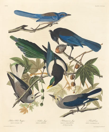 Yellow-billed Magpie, Stellers Jay, Ultramarine Jay and Clark's Crow by Robert Havell, Jr.; John James Audubon, print, 1837