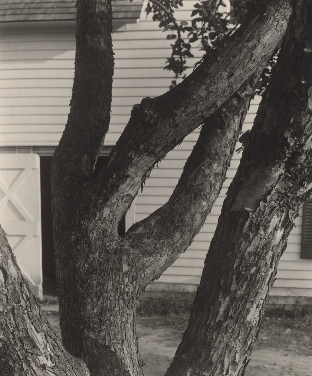 Apple Tree by Alfred Stieglitz, photograph, 1921