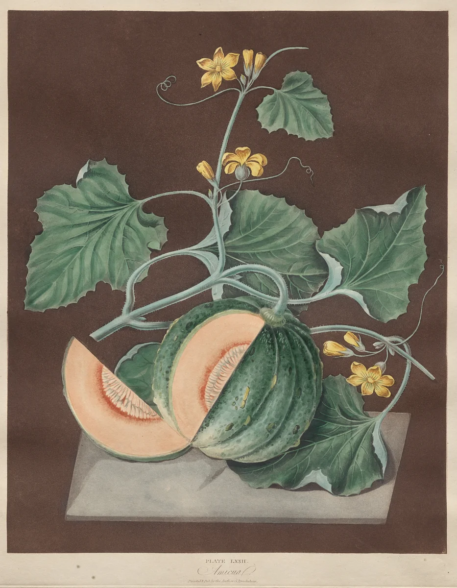 Pomona Britannica: No. 72 - Amicua (Melon) by George Brookshaw, print, 1807-1822