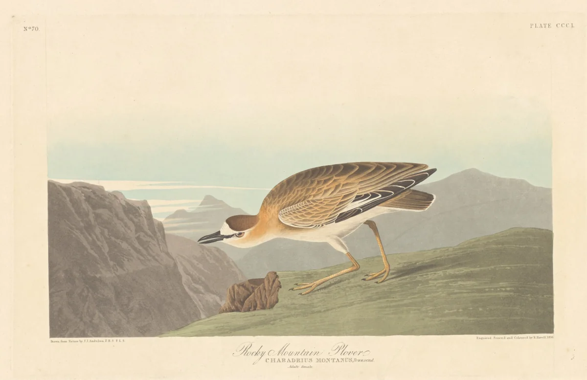 Rocky Mountain Plover by Robert Havell, Jr.; John James Audubon, print, 1836