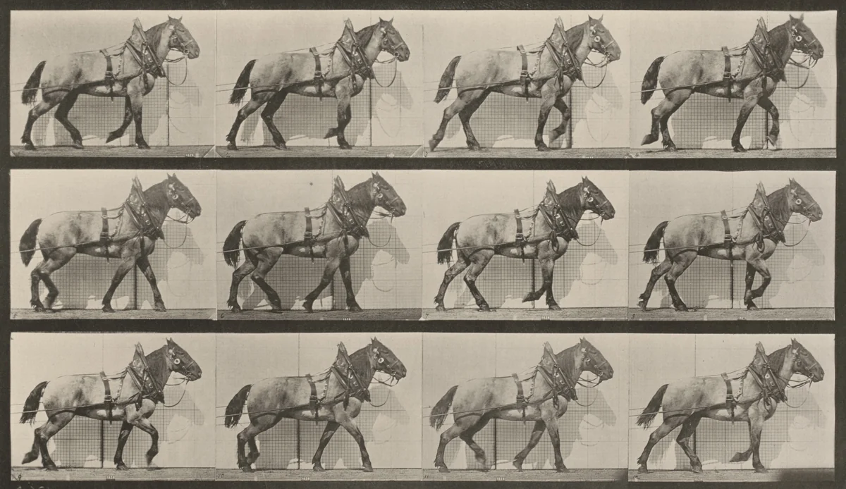 Plate Number 567. "Billy" hauling by Eadweard Muybridge, photograph, 1887