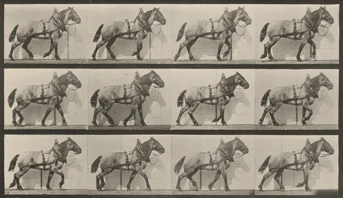 Plate Number 567. "Billy" hauling by Eadweard Muybridge, photograph, 1887