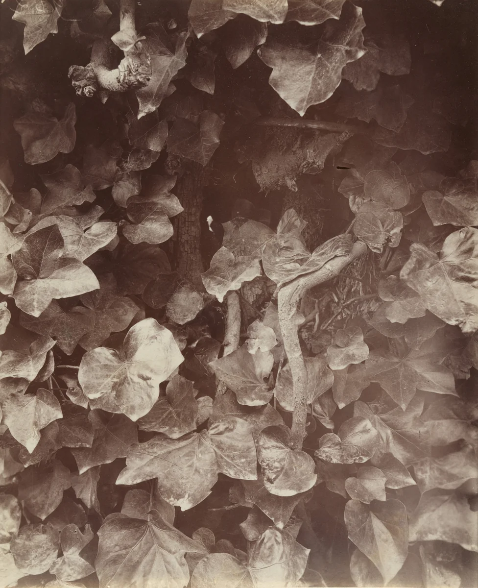 Lierres by Eugène Atget, photograph, 1919