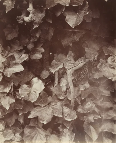 Lierres by Eugène Atget, photograph, 1919