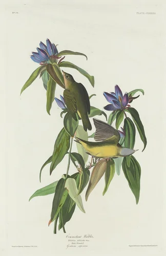 Connecticut Warbler by Robert Havell, Jr.; John James Audubon, print, 1832