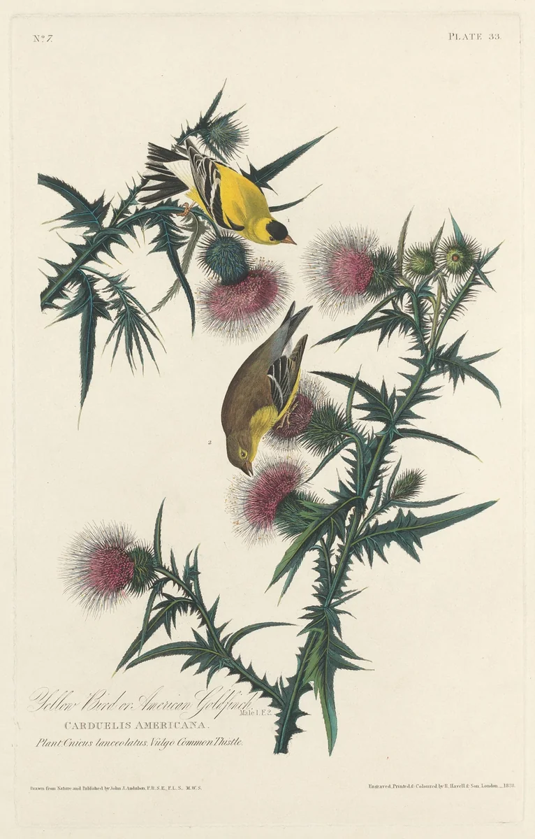Yellow Bird or American Goldfinch by Robert Havell, Jr.; John James Audubon, print, 1828